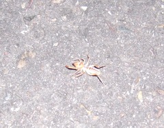 Eremobatidae