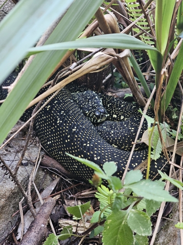 Diamond Python sighting