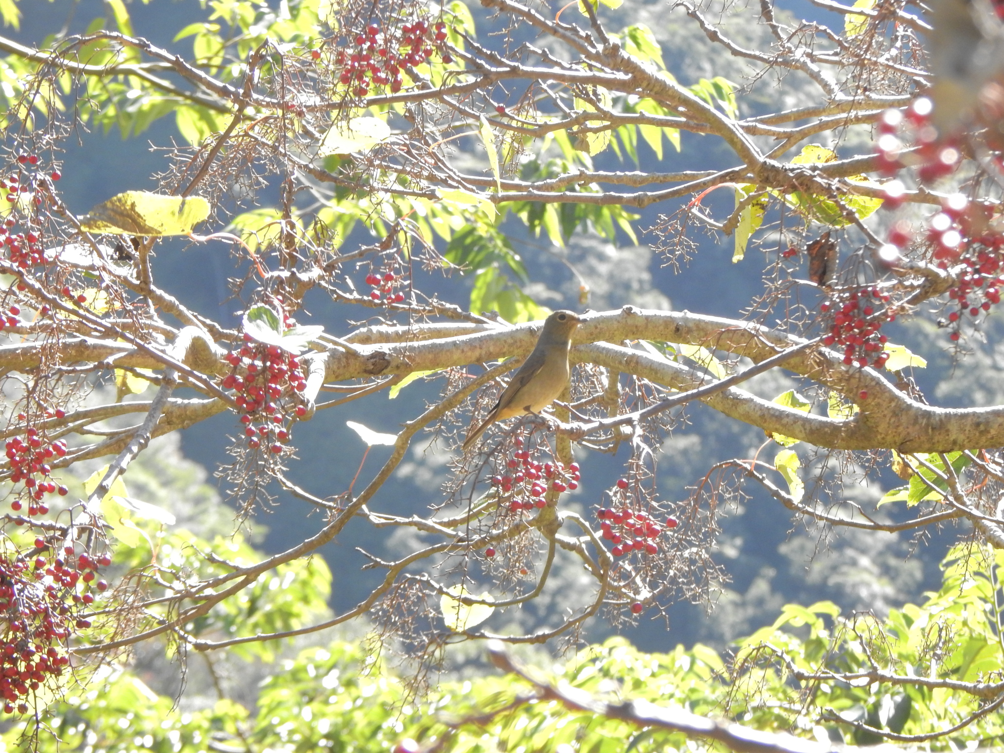 Taiwan Vivid Niltava