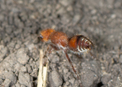 Dasymutilla scaevola