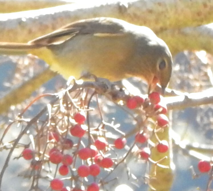 Taiwan Vivid Niltava