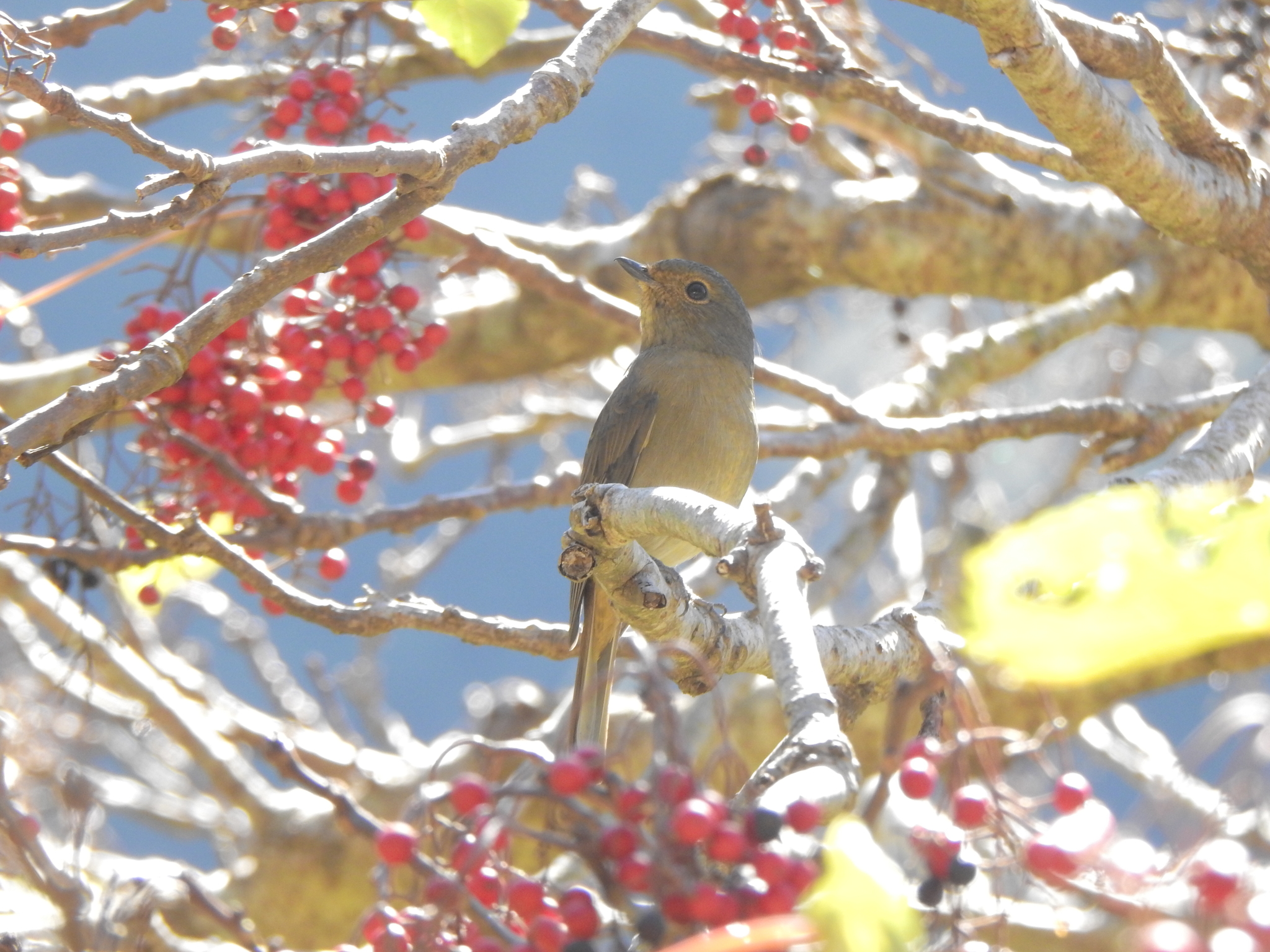 Taiwan Vivid Niltava