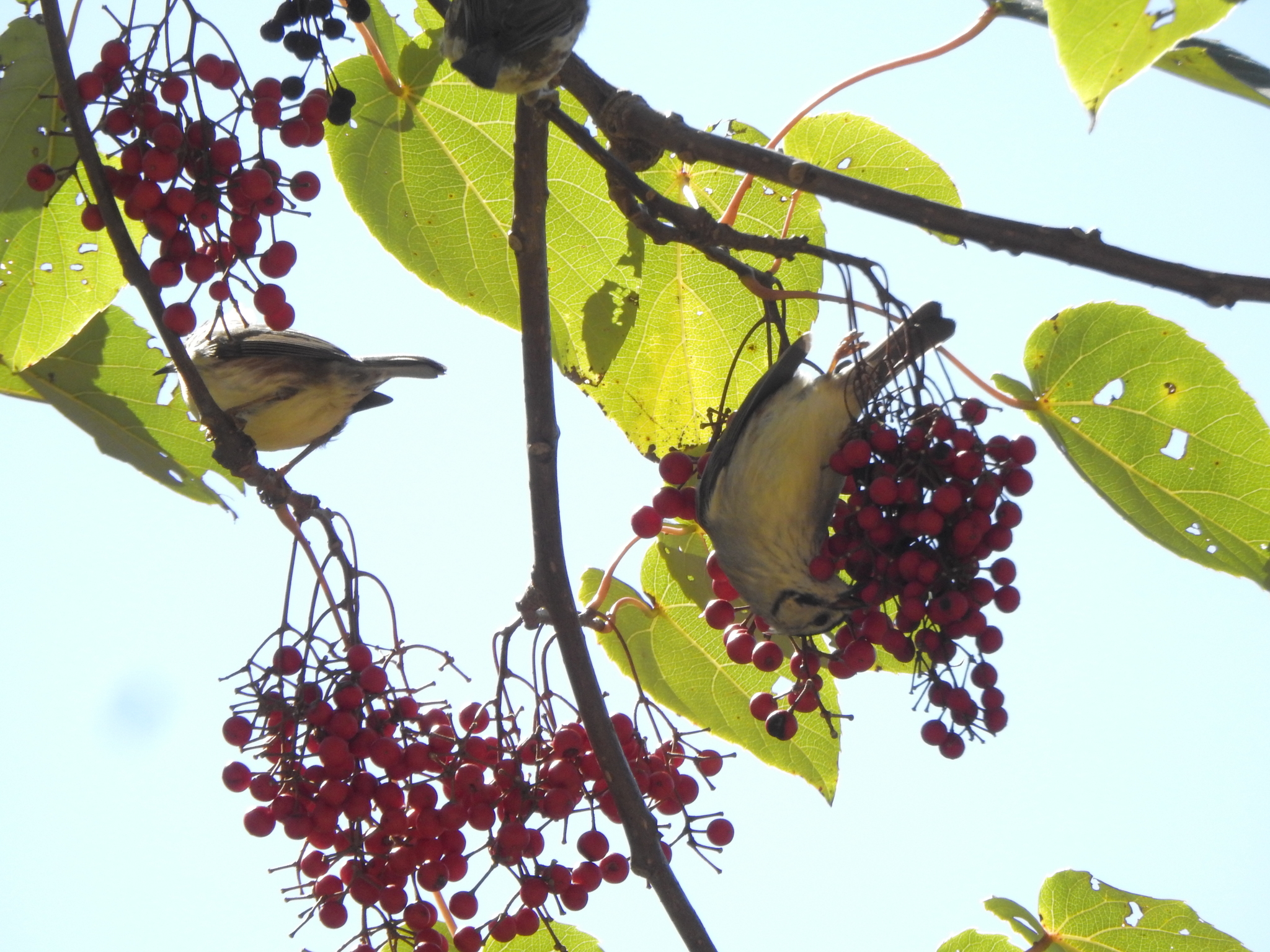 Taiwan Yuhina