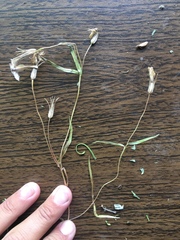 Pseudostellaria jamesiana