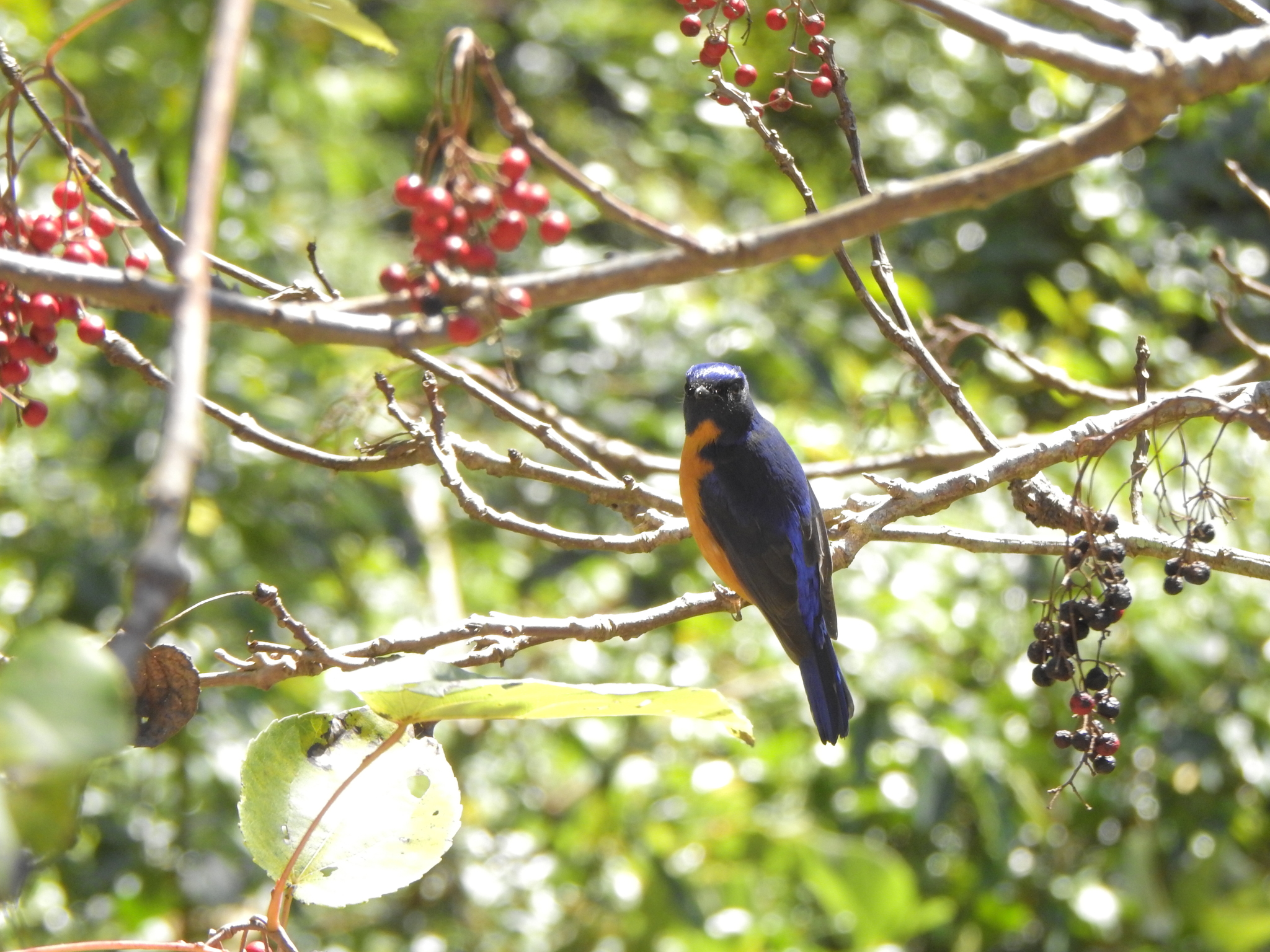 Taiwan Vivid Niltava