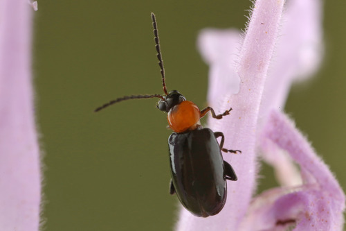 Luperomorpha