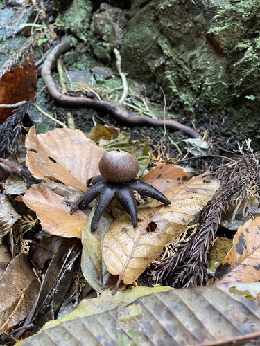 Astraeus hygrometricus