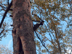 Dryocopus martius
