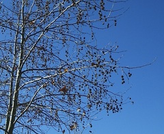 Platanus racemosa