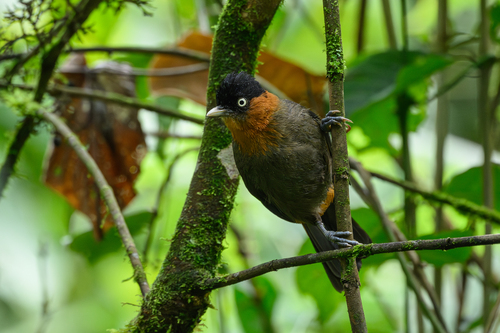 Red-collared Babbler