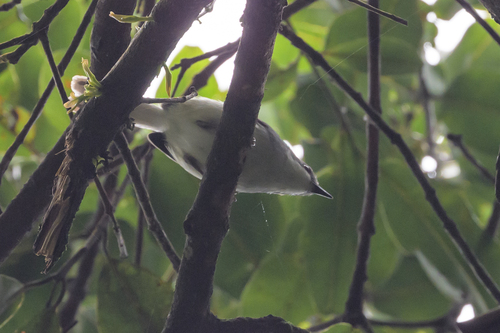 iNaturalist image