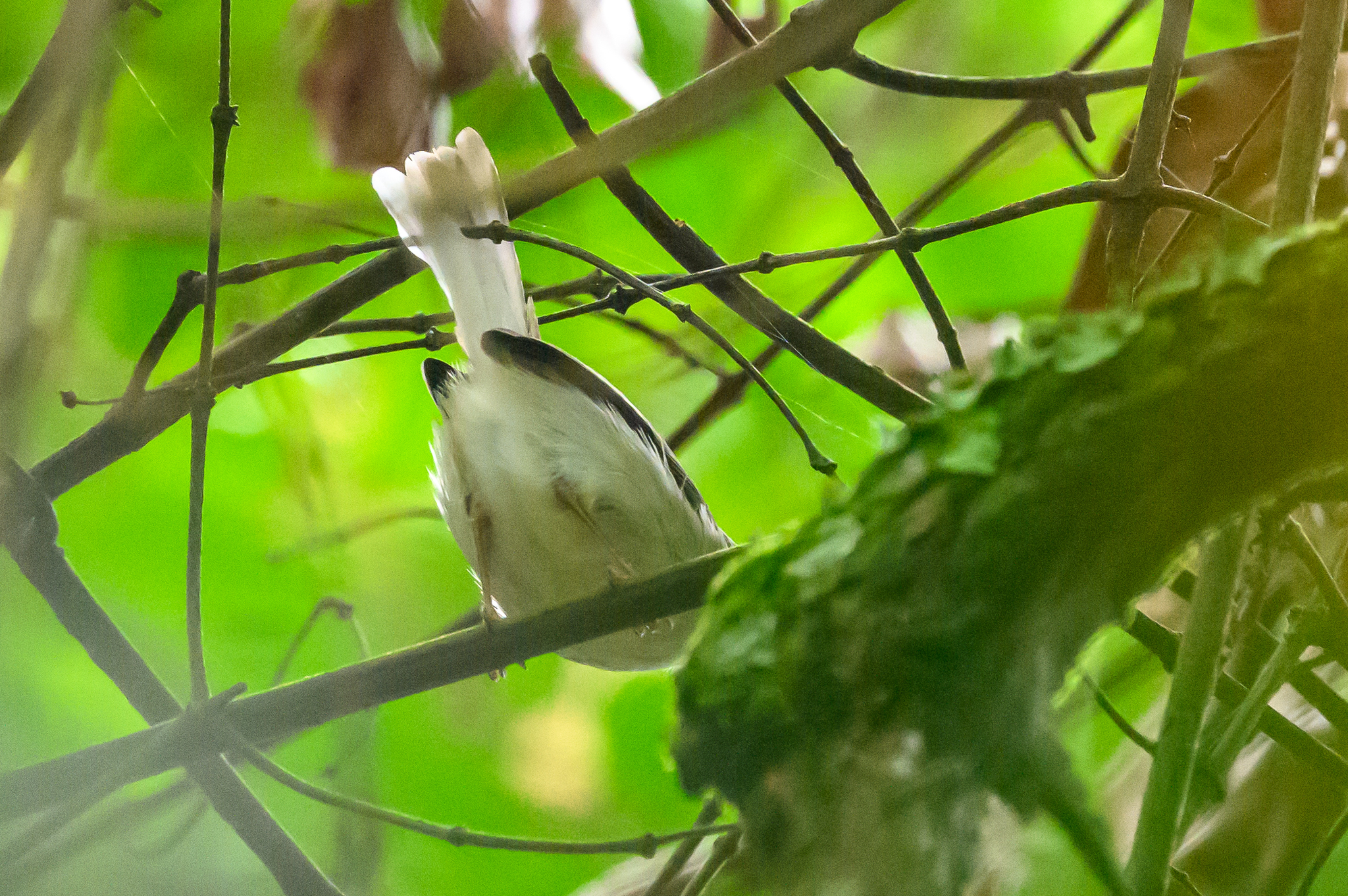 Kungwe Apalis photo 3