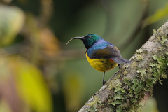 Regal Sunbird photo 2