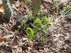 Roldana sessilifolia