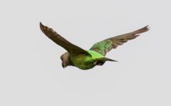 Niam-Niam Parrot photo 3