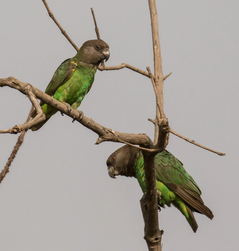 Niam-Niam Parrot (Poicephalus crassus) photo