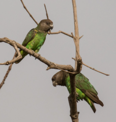 Niam-Niam Parrot photo 1