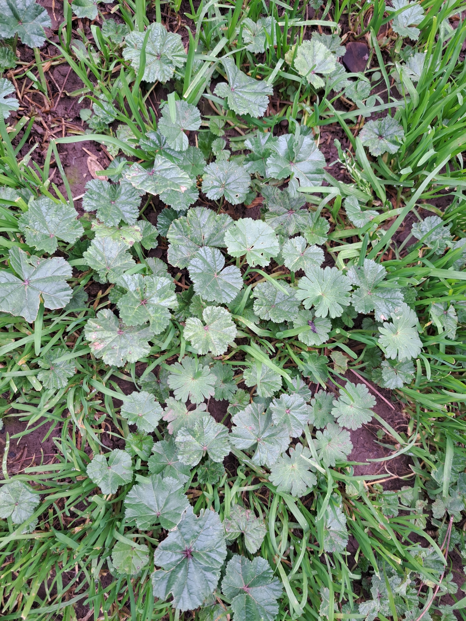 Imagem de Malva-branca