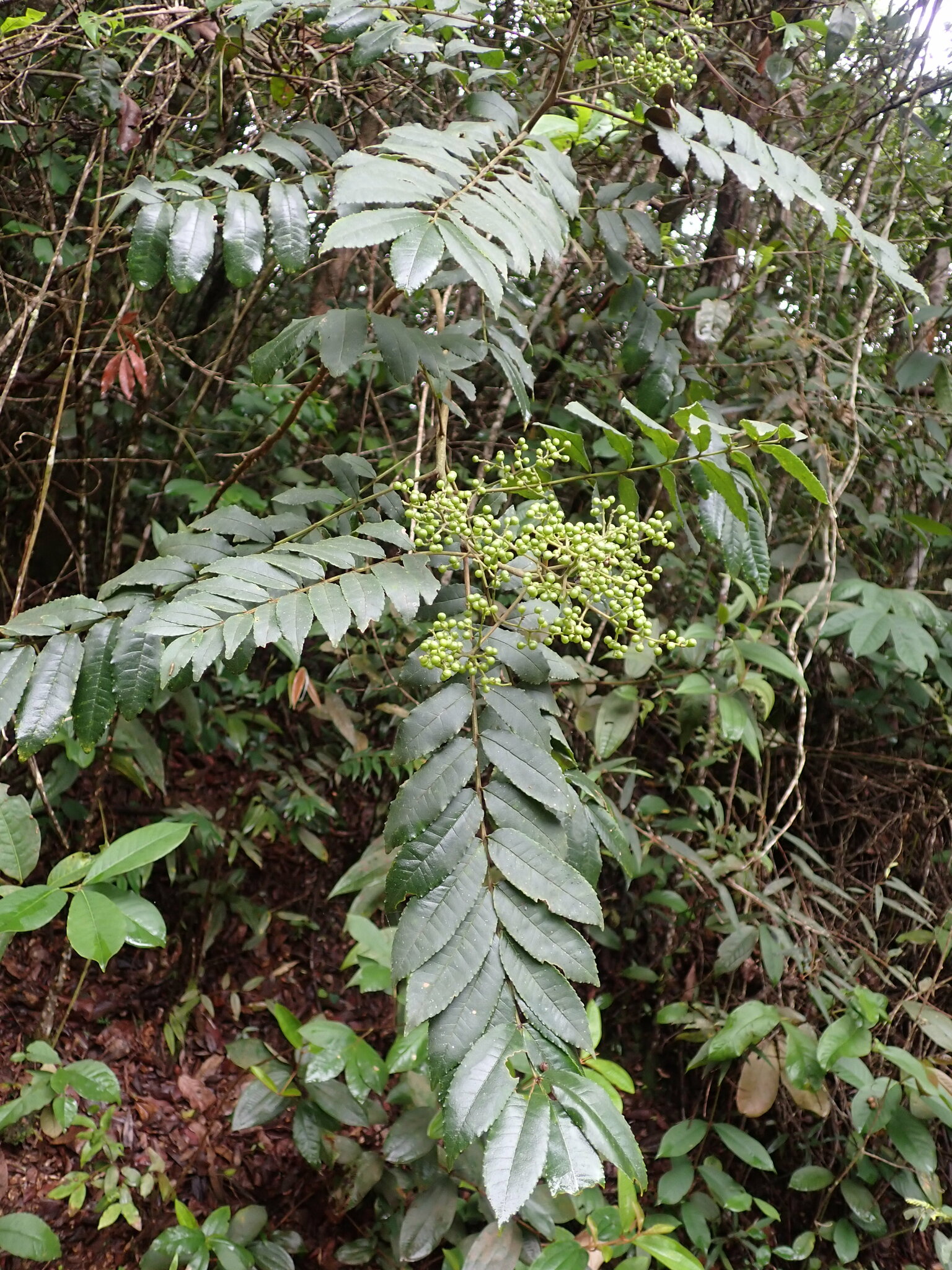 Imagem de Mamica-de-porca