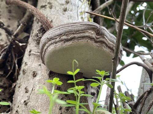 Ganoderma applanatum