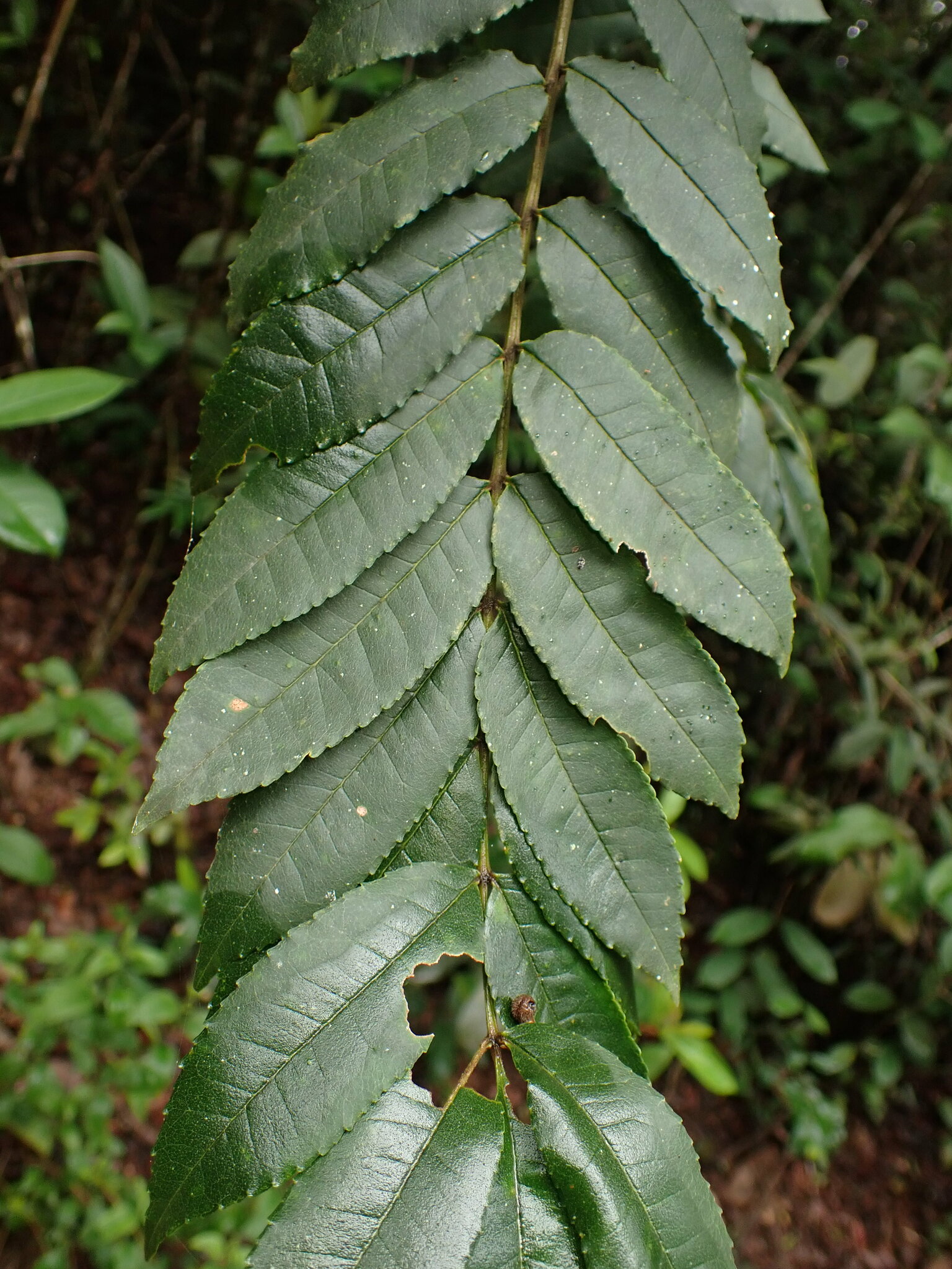 Imagem de Mamica-de-porca