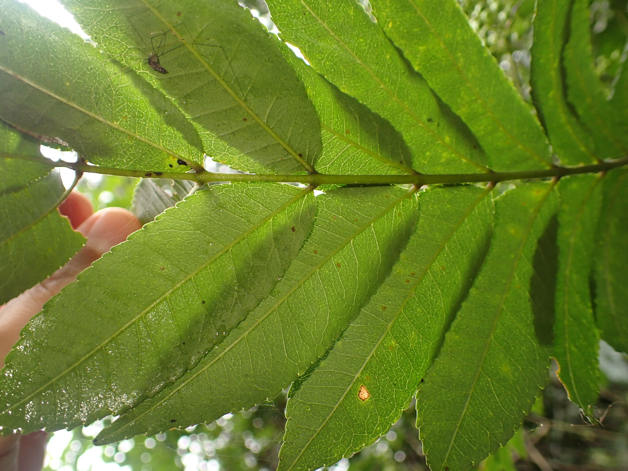 Imagem de Mamica-de-porca