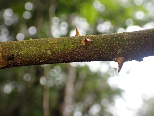 Image of Zanthoxylum rhoifolium by (c) agujaceratops, some rights reserved (CC BY)