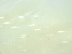 Acanthopagrus schlegelii