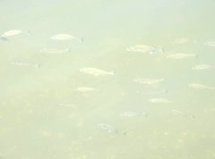 Acanthopagrus schlegelii