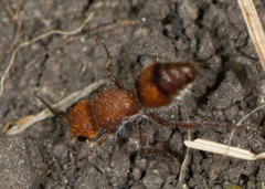Dasymutilla scaevola