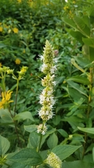 Agastache scrophulariifolia