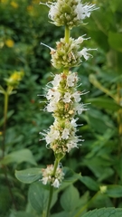 Agastache scrophulariifolia