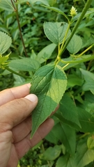 Agastache scrophulariifolia
