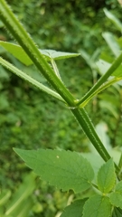 Agastache scrophulariifolia