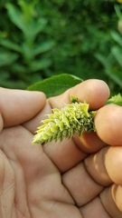 Agastache scrophulariifolia