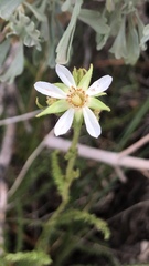 Horkeliella congdonis