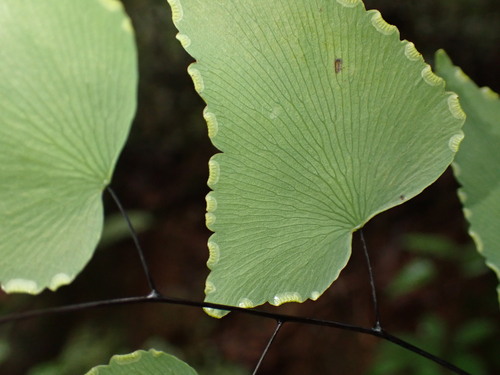 Adiantum subcordatum, photograph 6