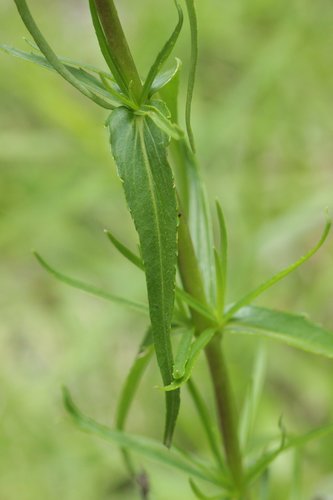 Pinto Beardtongue