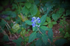Scutellaria costaricana