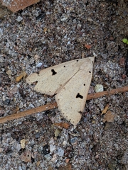 Scolecocampa atriluna