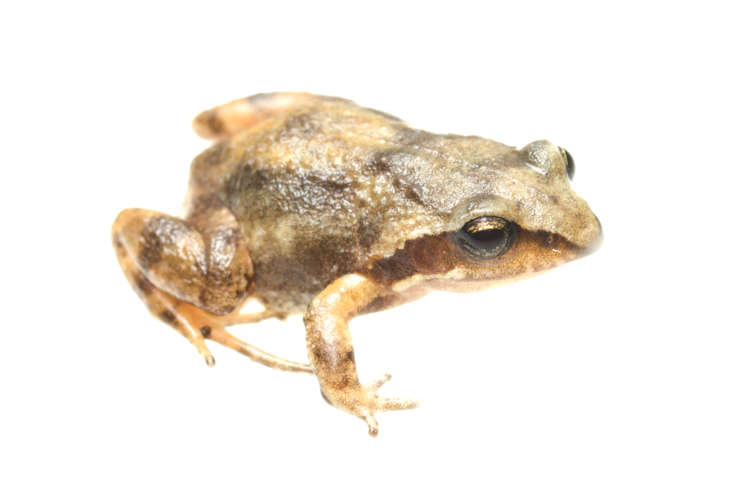 Hogsback Frog