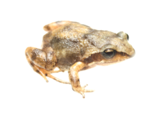 Hogsback Frog photo 1