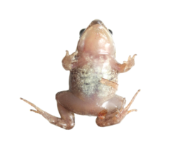 Hogsback Frog photo 2