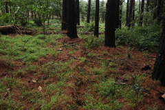 Hogsback Frog photo 3