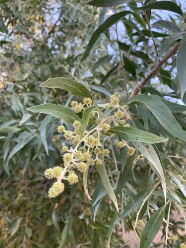 Button mangrove (Conocarpus erectus)