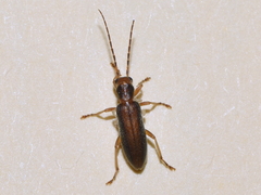 Paroxacis mandibularis