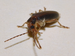 Paroxacis mandibularis