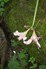 Lycoris squamigera