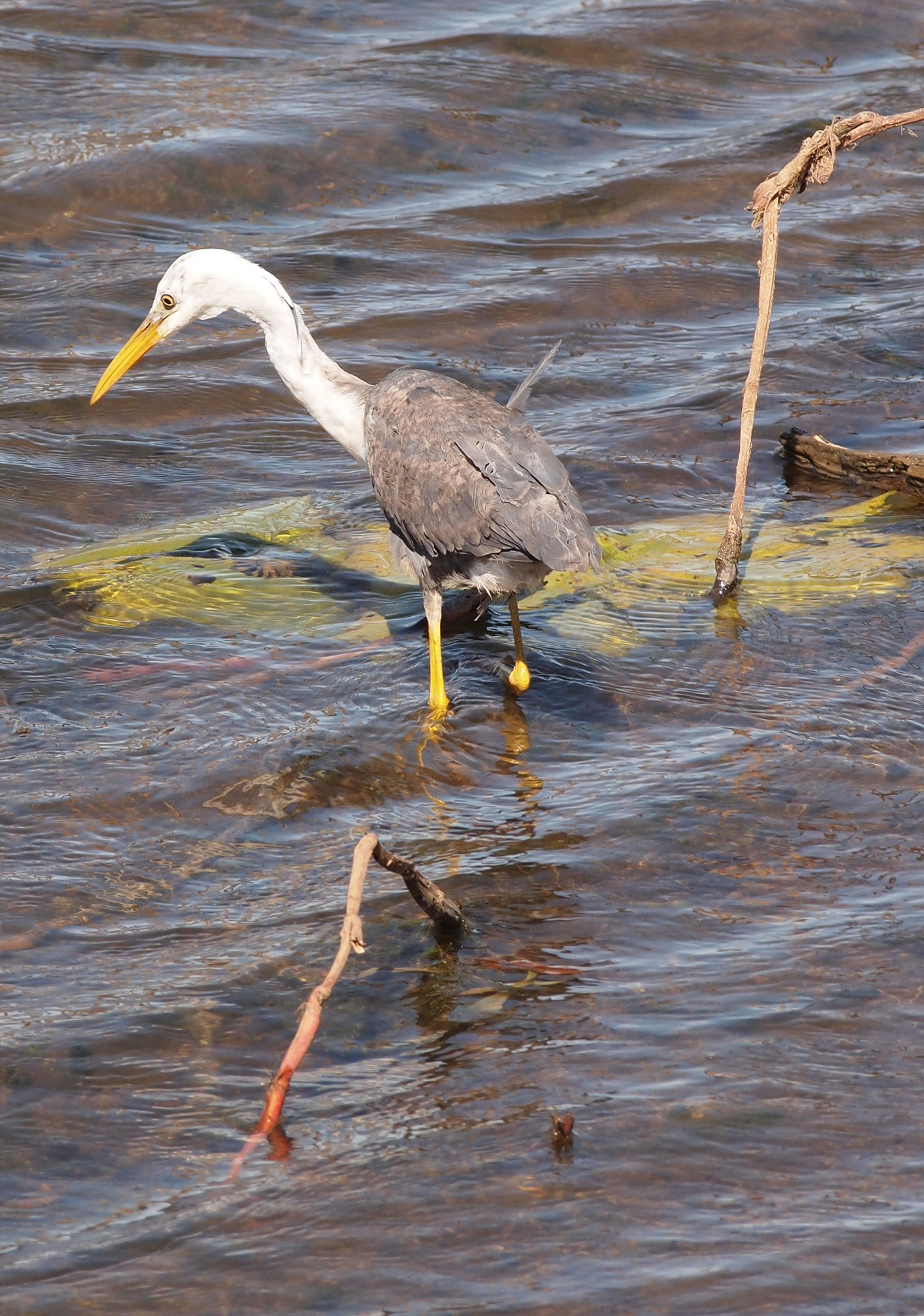 Pied Heron