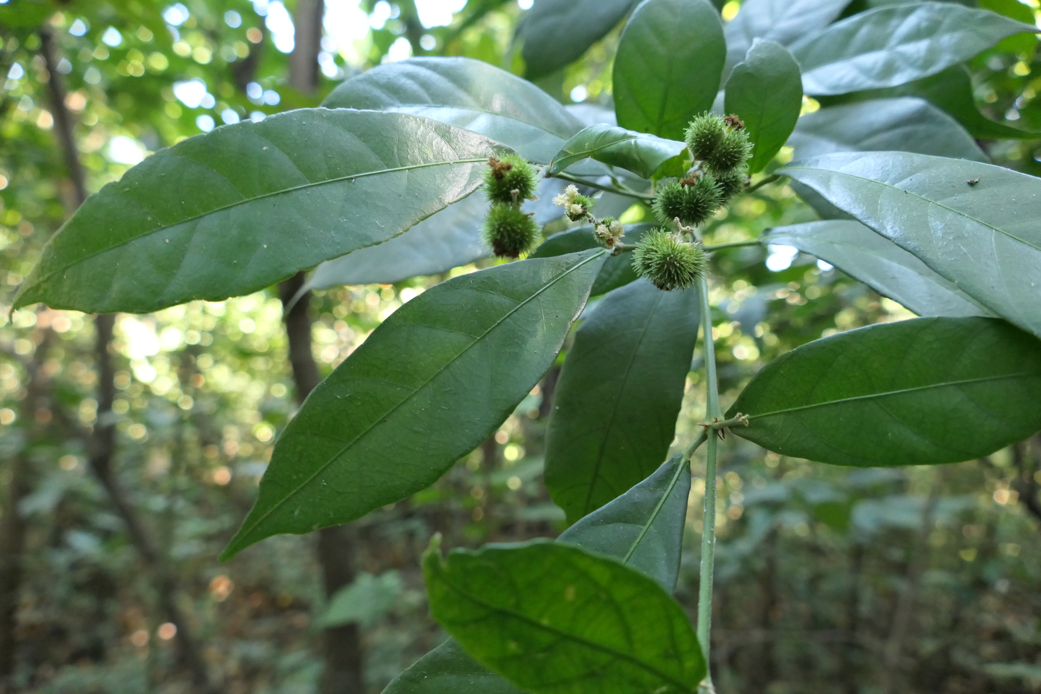 Mallotus aureopunctatus